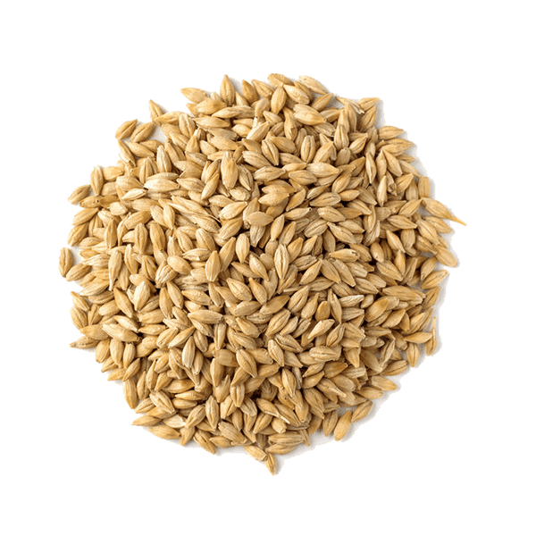 Barley-Seed